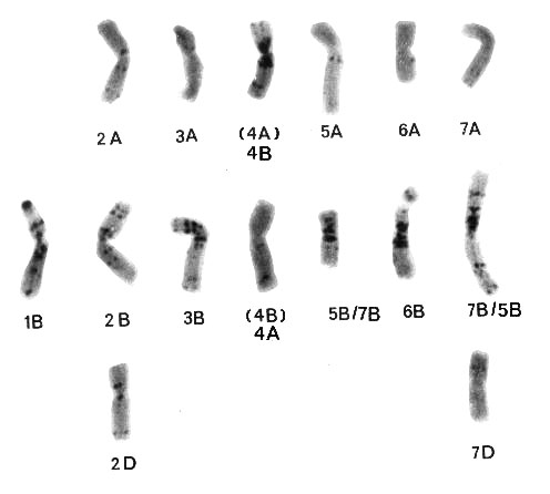 karyotype 2