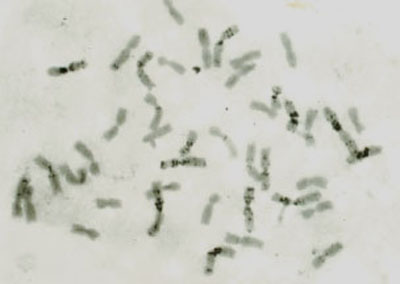 wheat-n-banding-mitosis1a
